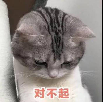 救命！这套猫咪表情包也太治愈了，快拿去吸猫