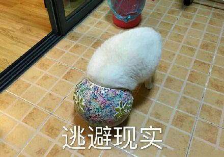 救命！这套猫咪表情包也太治愈了，快拿去吸猫