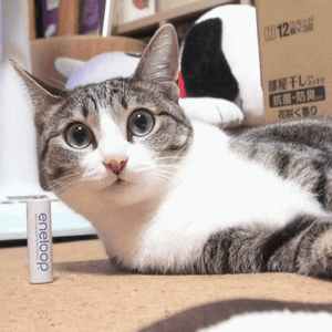 MAKO0MAKO0主题 猫咪凝视动图表情包合集