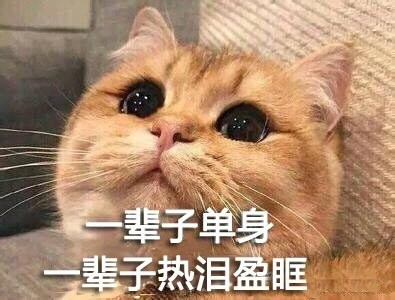 撸猫党狂喜！这套喵星人萌系表情包直接戳中心窝子