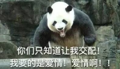 超萌大熊猫表情包合集，斗图必备！