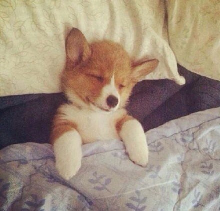 软萌柯基头像合集，适配微信QQ聊天用