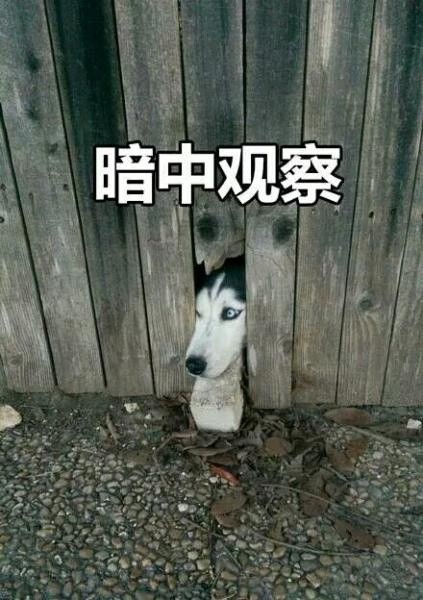 聊天斗图必备！暗中观察系列表情包合集