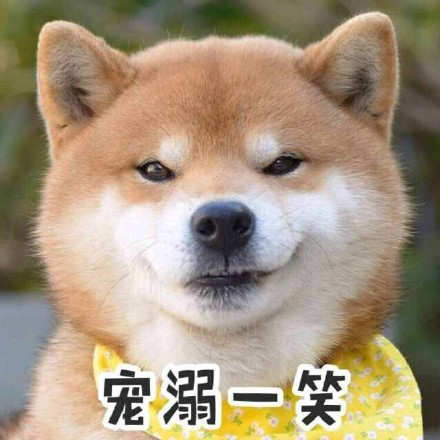 超火柴犬表情包合集！聊天斗图直接用