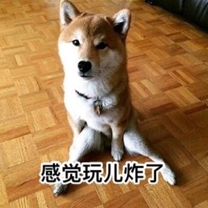 要说汪星人里最讨喜的，还得是doge