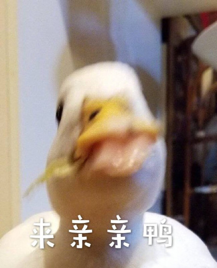 超实用鸭鸭表情包合集