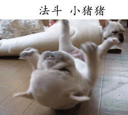 盘点热门汪星人表情包合集，你最pick哪一只？