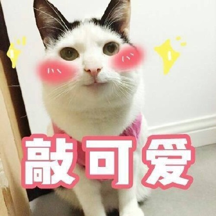 猫咪萌萌表情包合集来啦