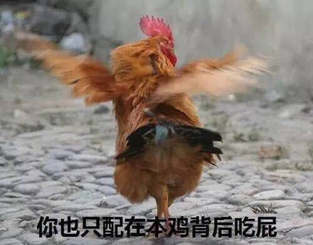 鸡哥这套表情包，主打一个社会感