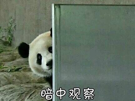 超萌大熊猫表情包合集，斗图必备！
