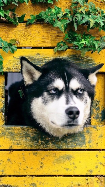 整理好了！近期热门手机壁纸合集来啦