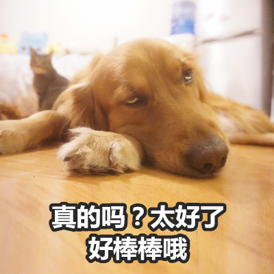 金毛Buddy演活了女友生气时的口是心非