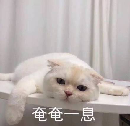 分享一组超实用喵星人聊天表情包