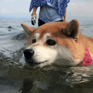 haru0933家柴犬小花游泳动图来啦