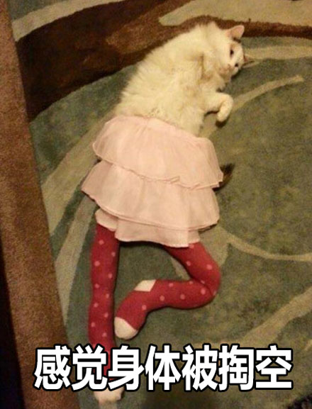 大长腿性感小野猫表情包来啦 聊天斗图直接用