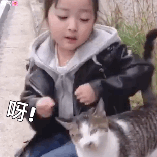 权律二撸猫表情包合集来啦