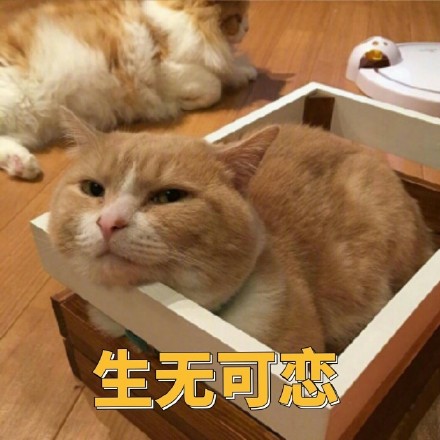 聊天斗图必备！这套小橘猫表情包太有意思了
