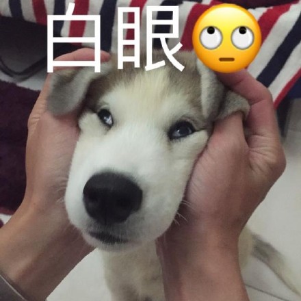 铲屎官看过来！这套汪星人斗图表情包太好用了