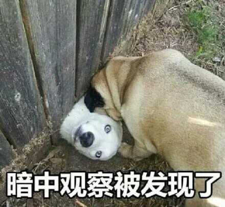 聊天斗图必备！暗中观察系列表情包合集