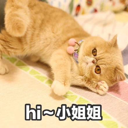 这只橘猫又丧又拽！愁容不屑脸表情包火了