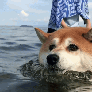 haru0933家柴犬小花游泳动图来啦