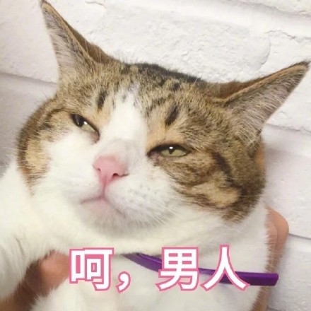 猫咪情侣头像合集来啦