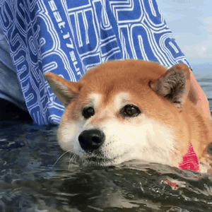 haru0933家柴犬小花游泳动图来啦