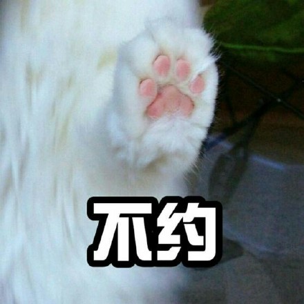 超实用！这套猫咪表情包帮你精准表达情绪