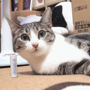 MAKO0MAKO0主题 猫咪凝视动图表情包合集