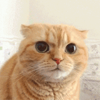 感冒时吸鼻子的样子，被这只猫咪精准还原了