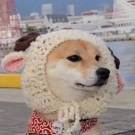 超可爱柴犬情侣头像合集