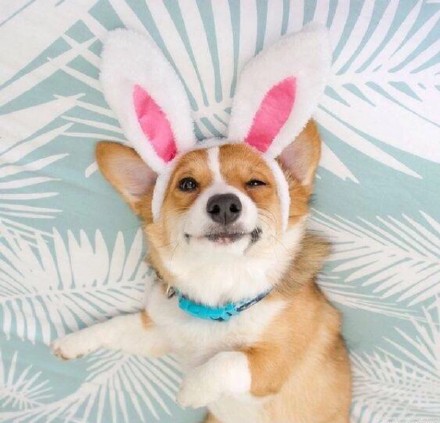 软萌柯基头像合集，适配微信QQ聊天用