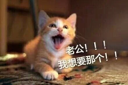 超好用的喊老公喵喵表情包合集