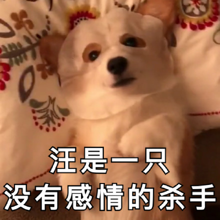 超实用汪星人表情包合集