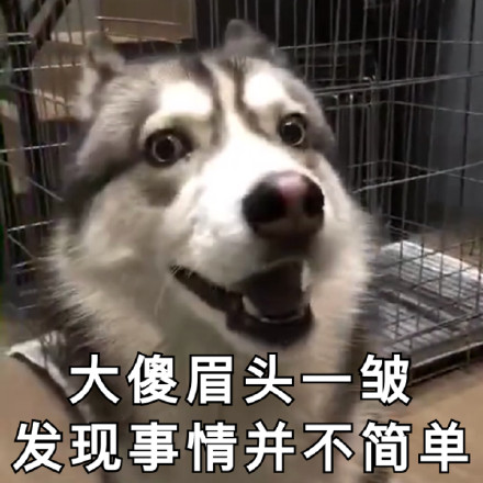 超实用汪星人表情包合集