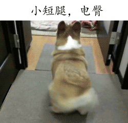 盘点热门汪星人表情包合集，你最pick哪一只？