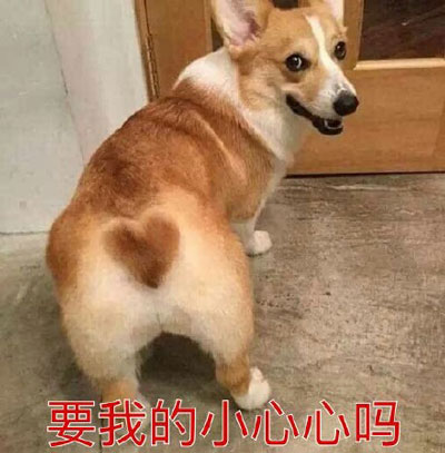 狗子版撩妹小心心表情包来啦
