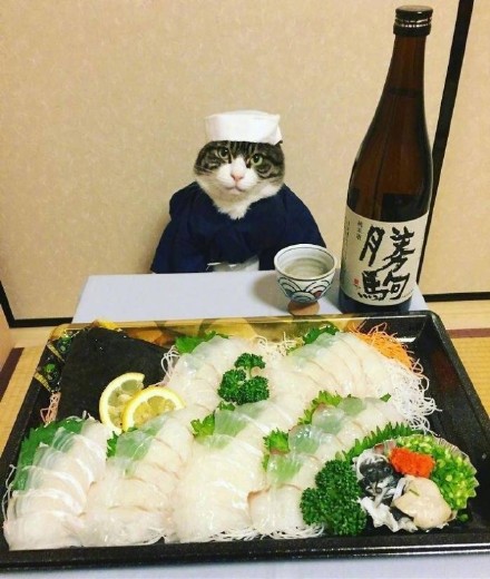 这组猫咪表情包太绝了！拍完就开饭