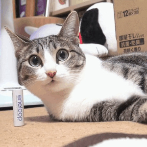 MAKO0MAKO0主题 猫咪凝视动图表情包合集