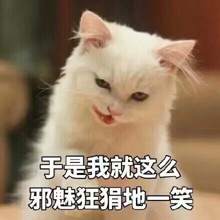 分享一组超实用喵星人聊天表情包