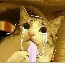 汪星人喵星人可爱表情包合集