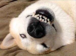 汪星人喵星人可爱表情包合集