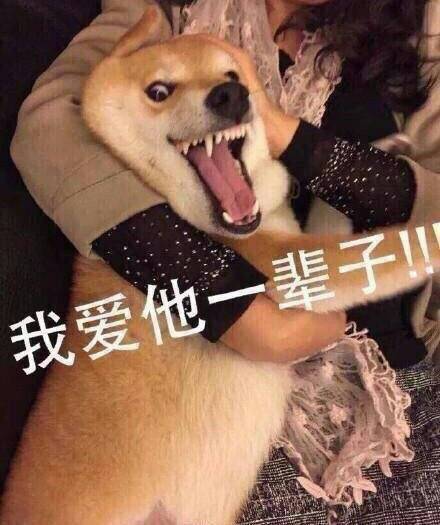 狗狗怼人表情包来啦！放话要和你当场battle谁更会怼