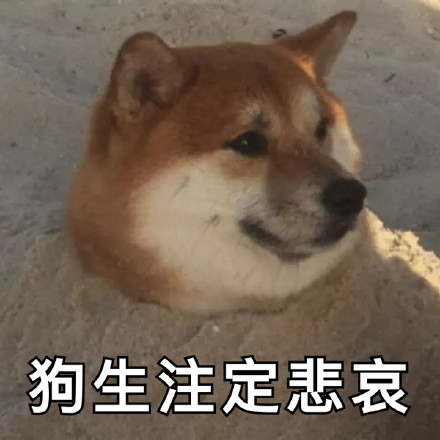 超实用汪星人表情包合集