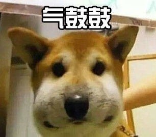 汪星人气鼓鼓表情包来啦