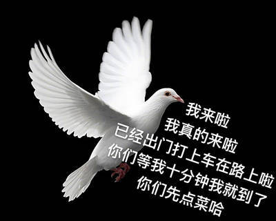 打工人/学生党必存！这套鸽子表情包完美还原你和朋友的日常