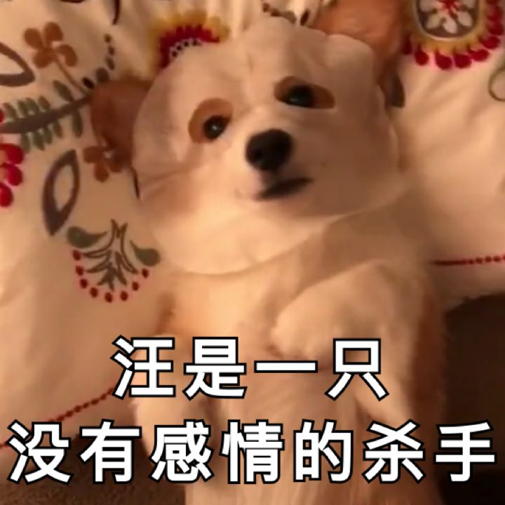 超实用汪星人表情包合集