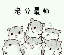 软萌仓鼠撒娇表情包合集