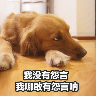 金毛Buddy演活了女友生气时的口是心非
