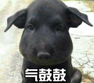 汪星人气鼓鼓表情包来啦